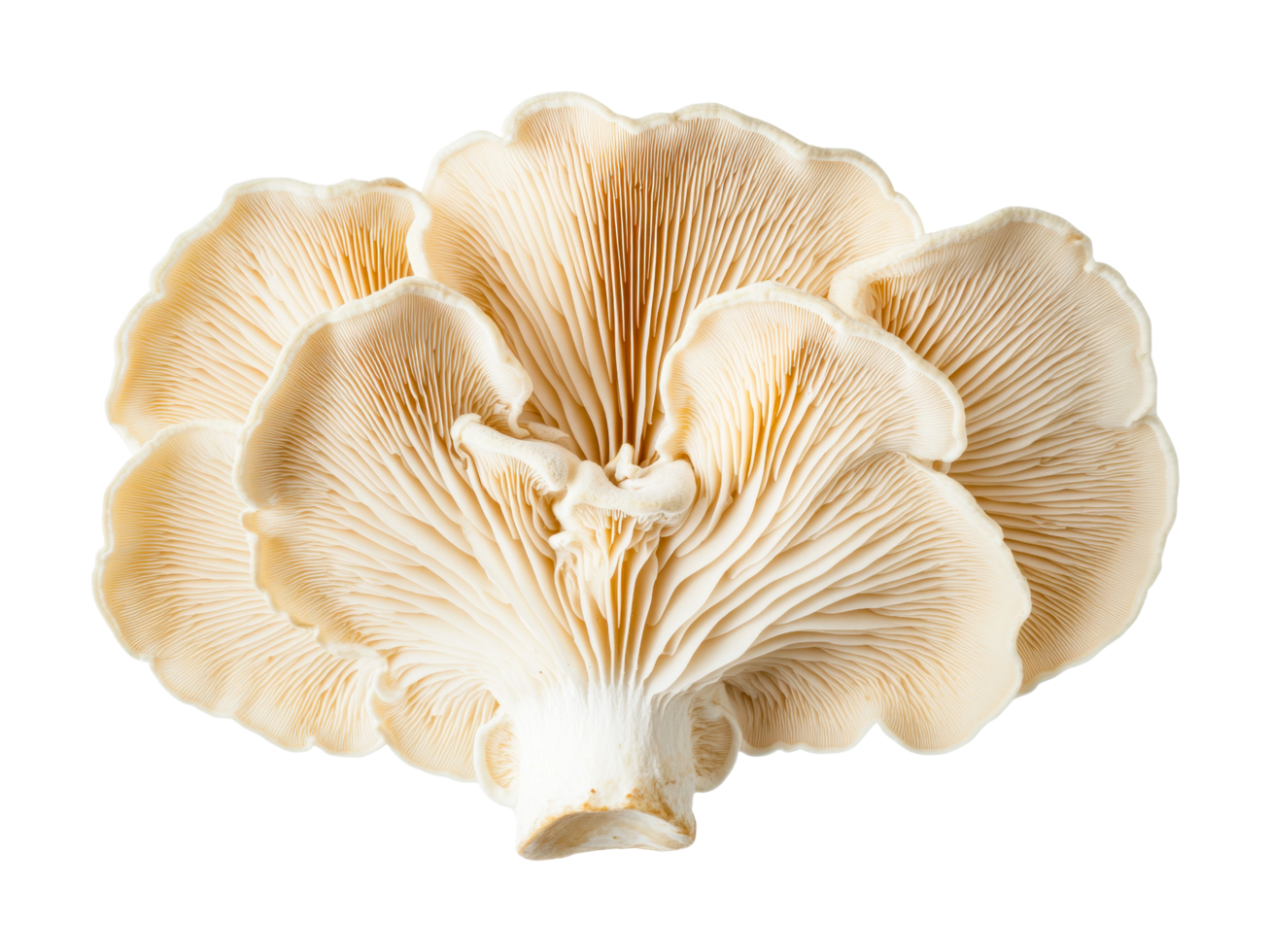 Close-up of fresh oyster mushrooms displaying detailed gills, cut out png