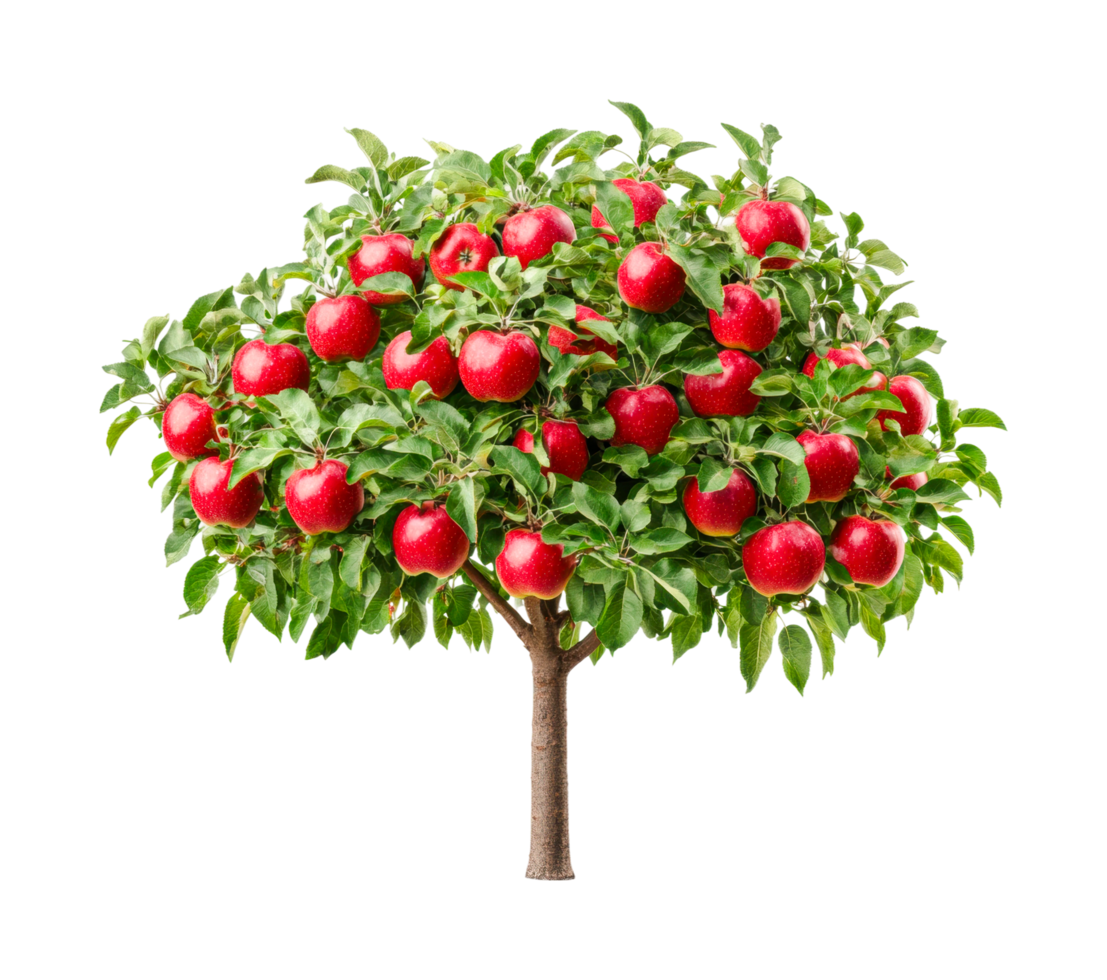 Lush apple tree laden with vibrant red apples on branches, cut out png