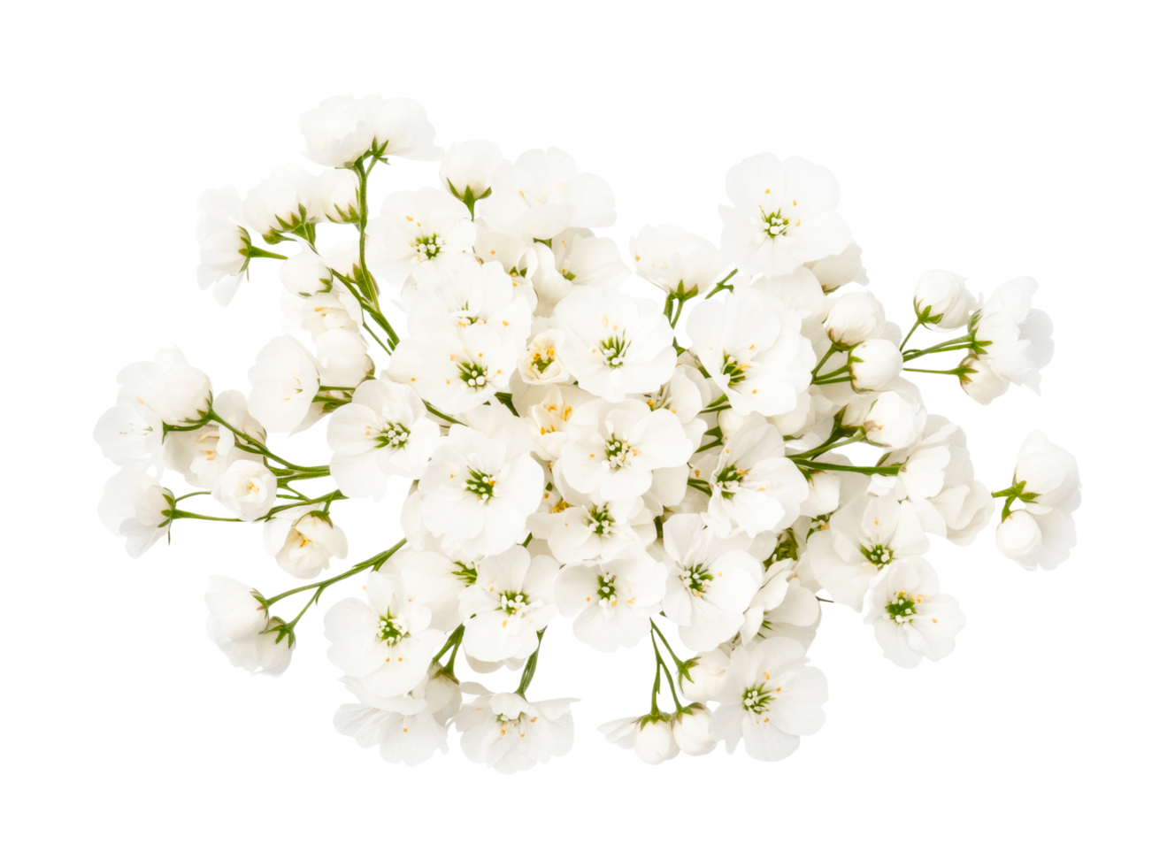 Cluster of white cherry blossoms in full bloom displaying delicate petals, cut out png