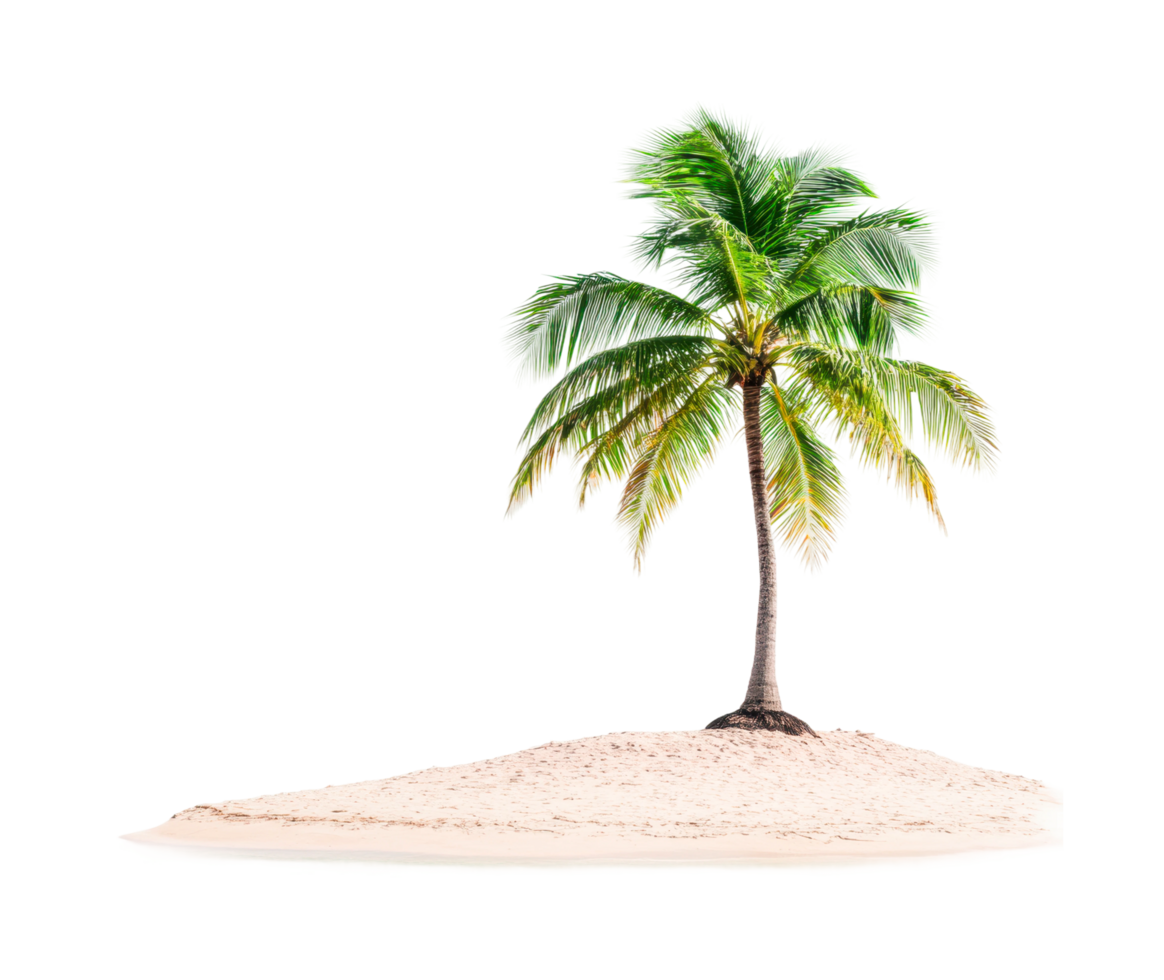Isolated tropical palm tree on sandy beach, cut out png