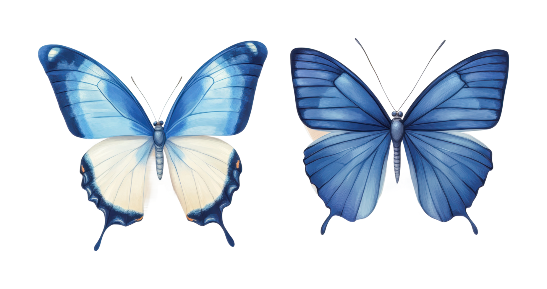 Blue and white butterflies with distinctive wing patterns, cut out png