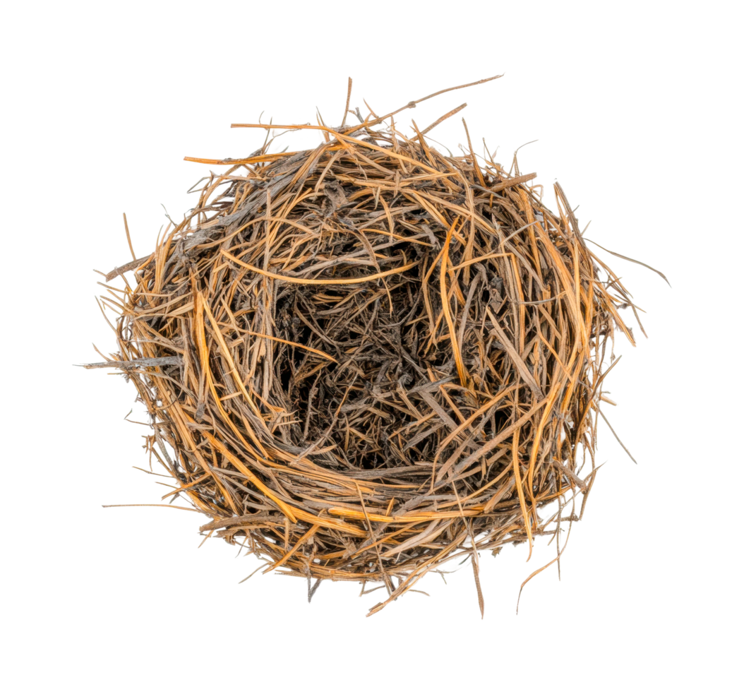 Intricate bird nest of twigs on black background, cut out png