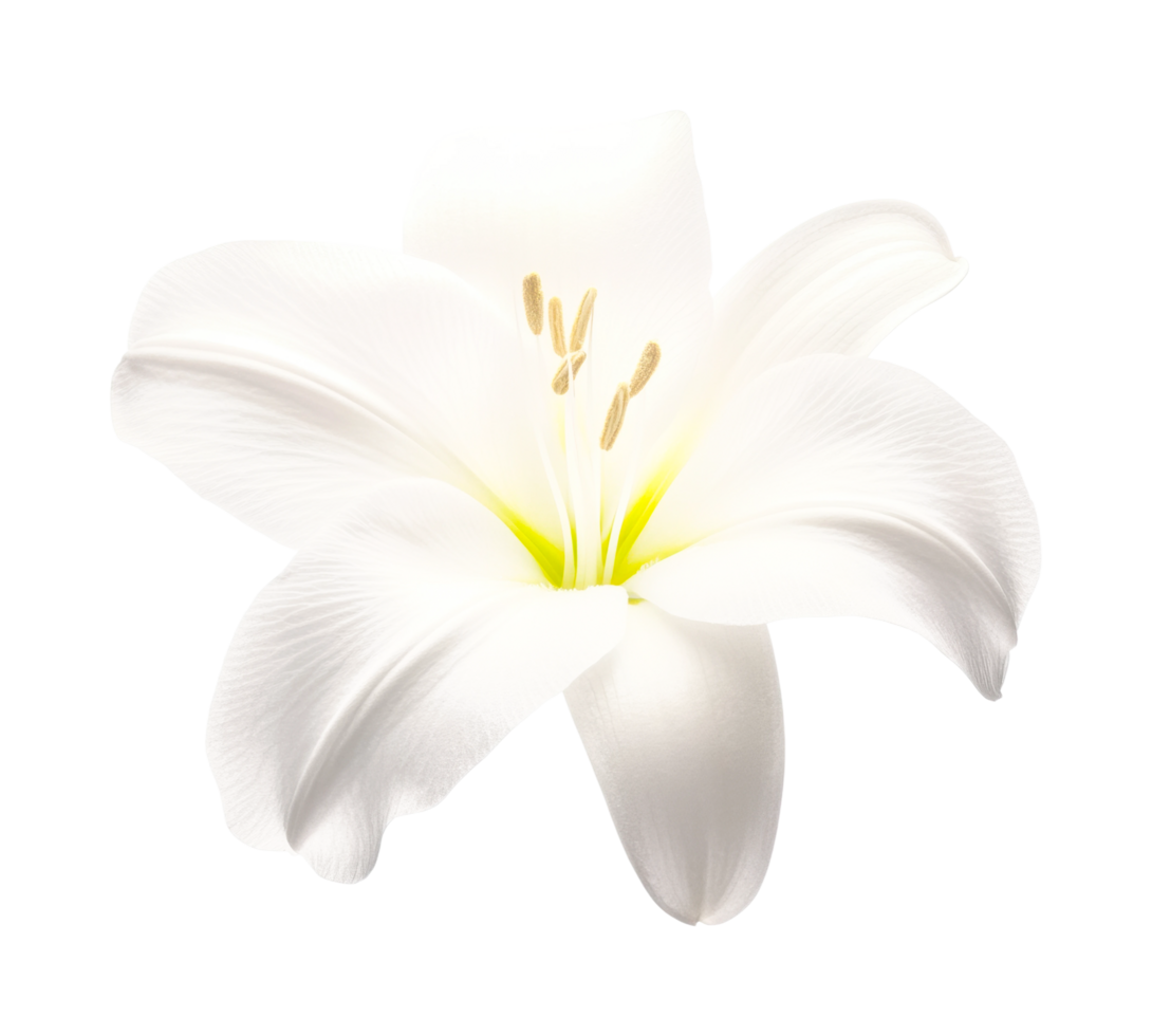 Close-up of elegant white lily flower with delicate petals, cut out png