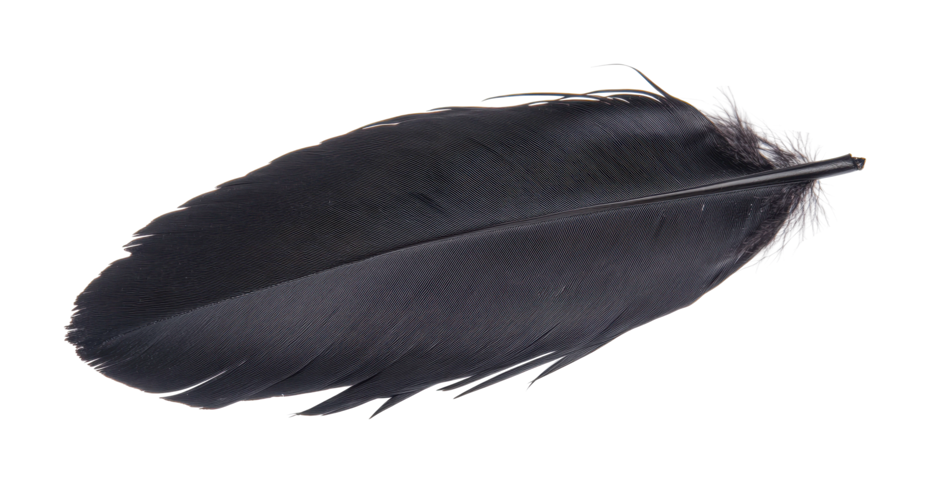 Close-up of single black feather with detailed texture, cut out png