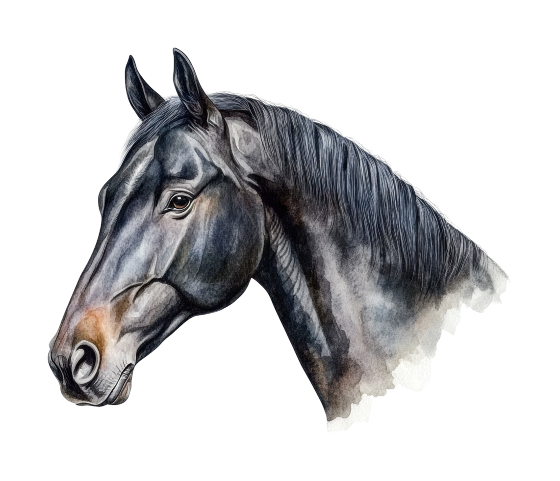 Detailed watercolor portrait of a noble horse in profile view, cut out png
