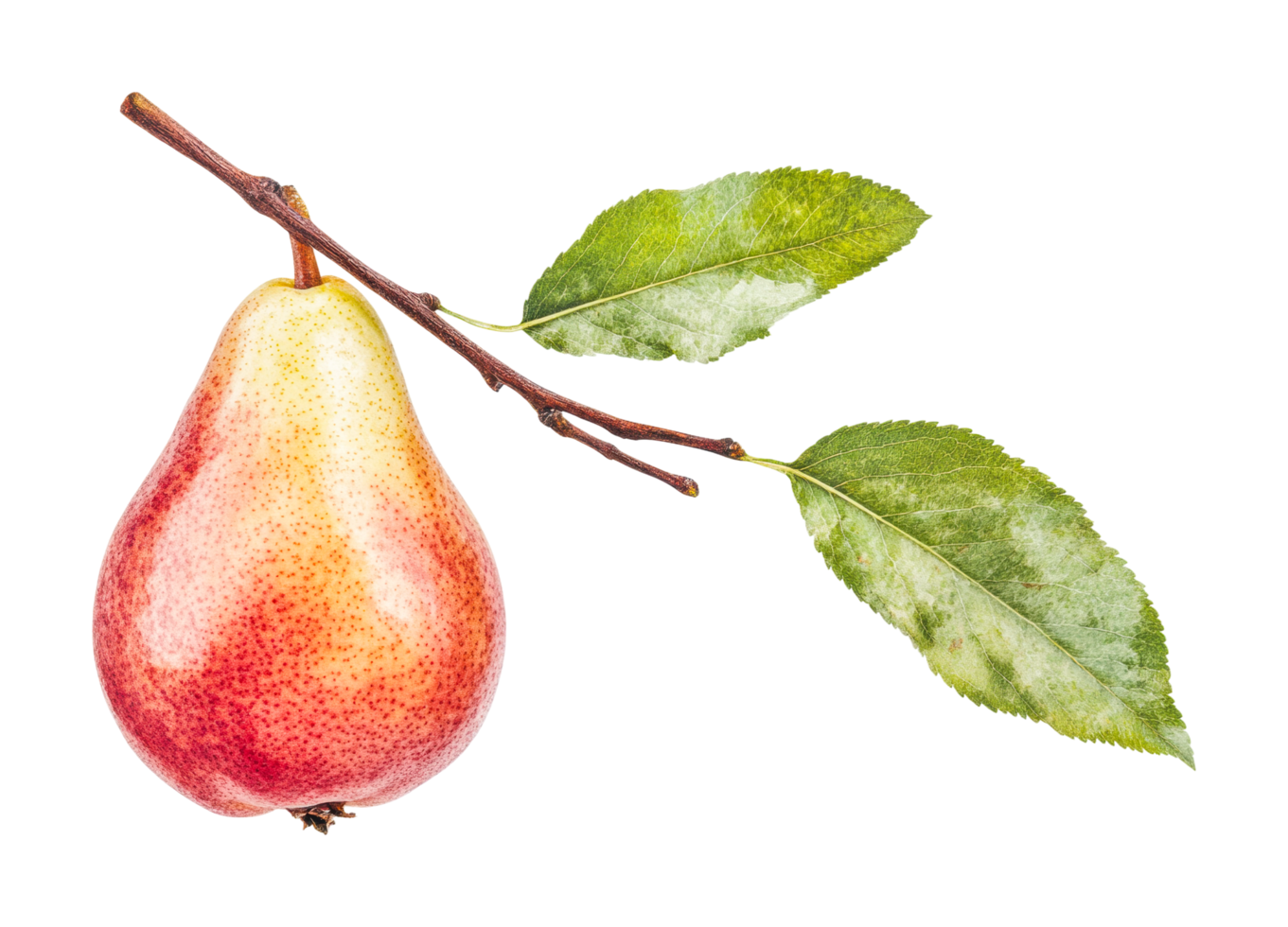 Ripe red pear on branch with leaves in close-up view, cut out png