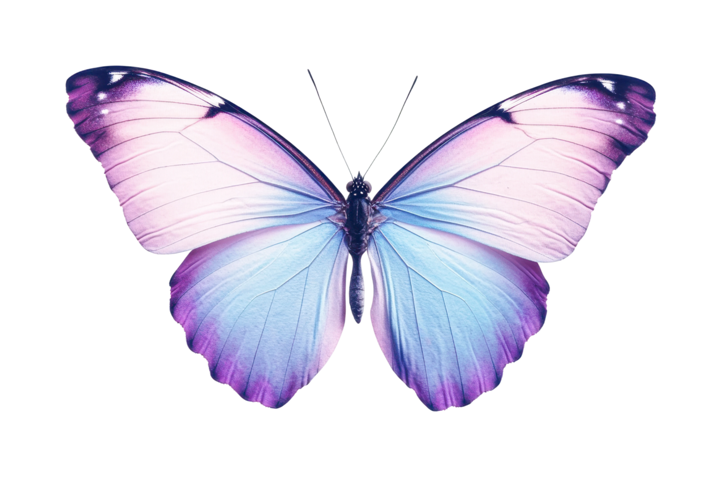 Elegant symmetrical purple and blue butterfly with outstretched wings, cut out png