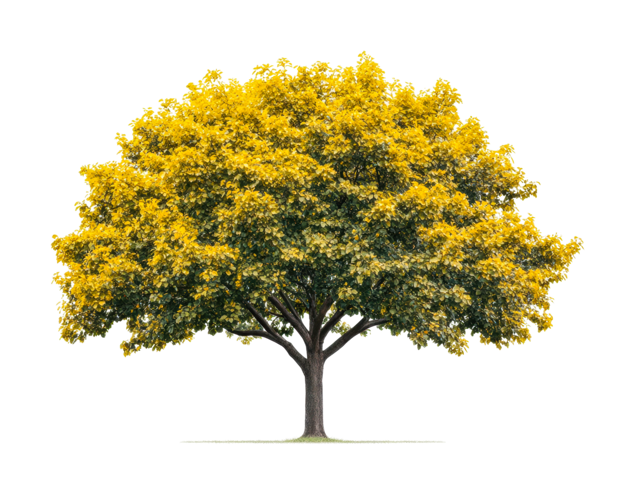Lush yellow-leafed tree in full bloom isolated on white, cut out png
