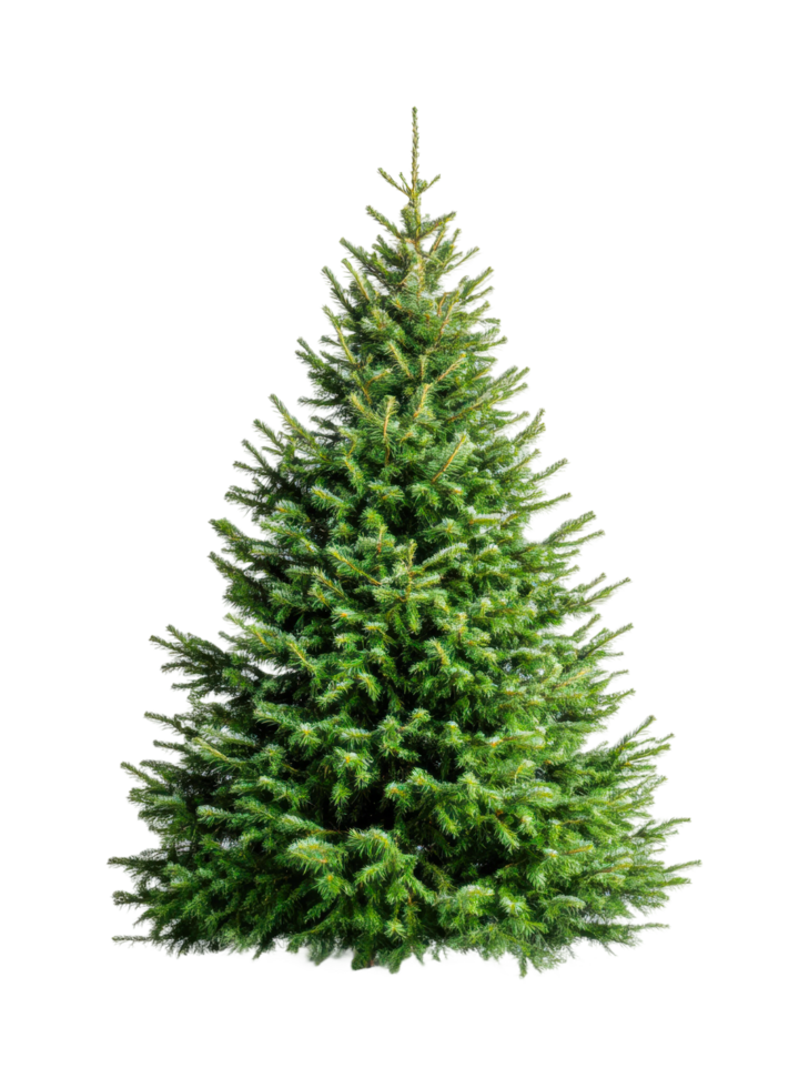 Lush green pine tree isolated on white background highlighting dense foliage, cut out png