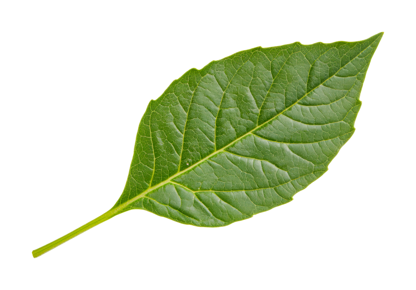 Close-up of a green leaf with detailed veins against a black background, cut out png