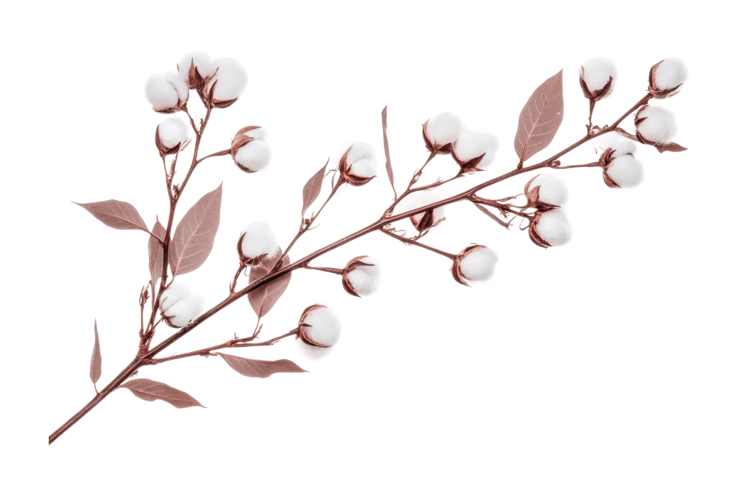 Cotton plant with bolls and leaves, cut out png