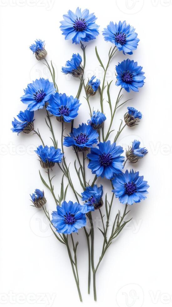 Blue flowers arranged elegantly against a white background for artistic display and inspiration photo
