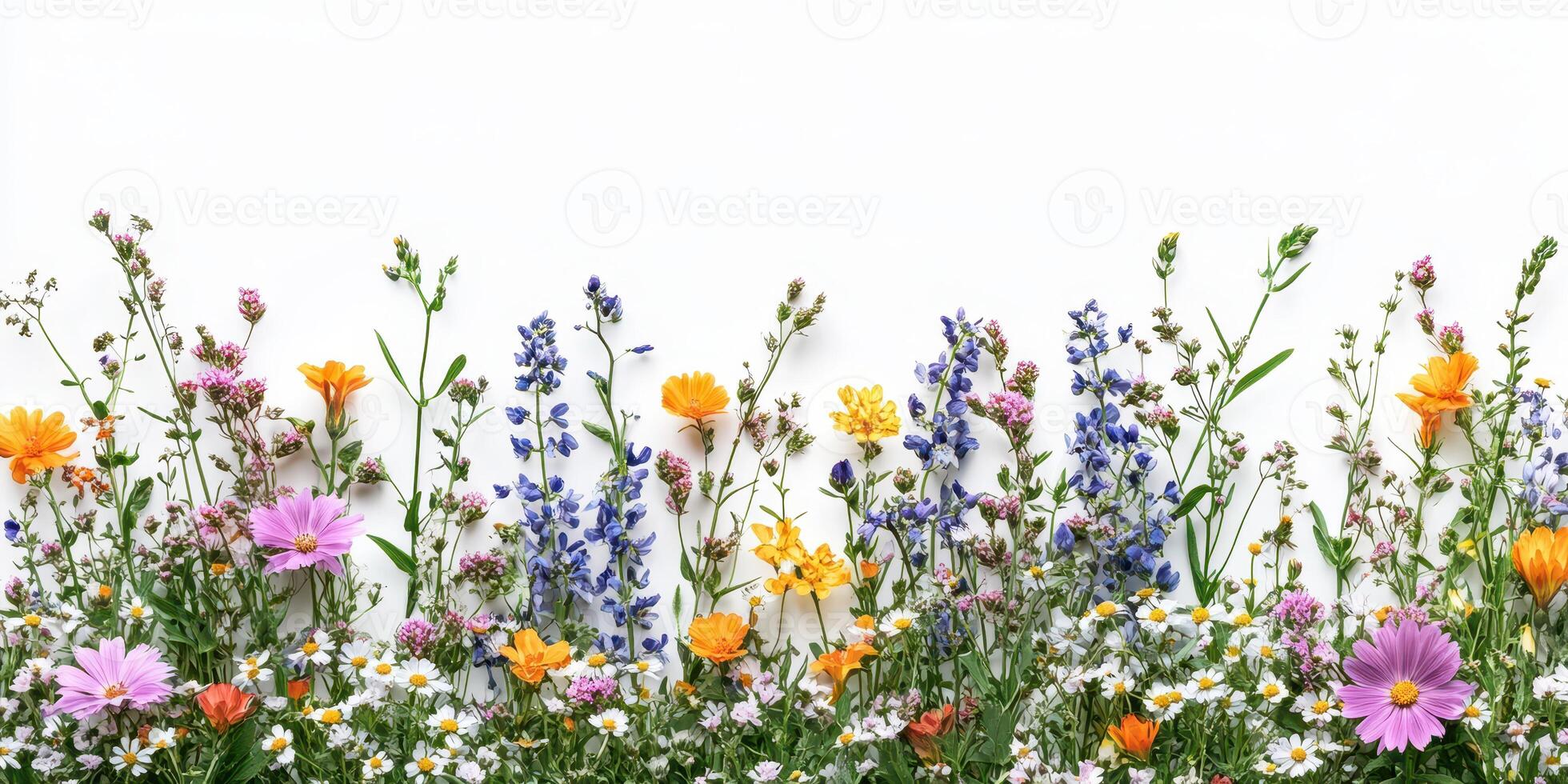Vibrant wildflowers in full bloom showcasing color diversity across a white background photo