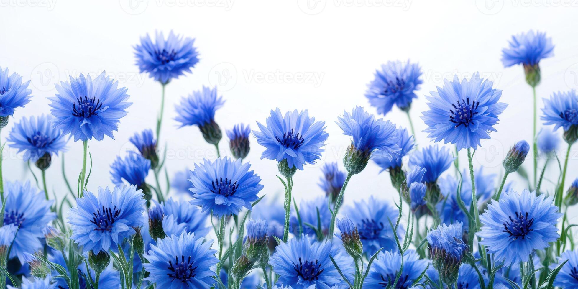 Vibrant blue flowers bloom in a sunny field during springtime, showcasing nature's beauty and tranquility photo