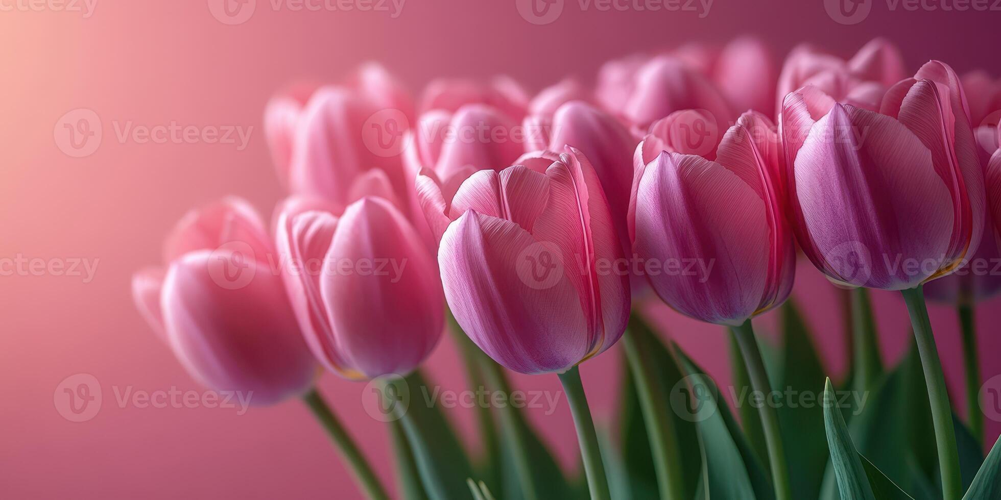Beautiful pink tulips arranged elegantly in a soft gradient background during spring season photo