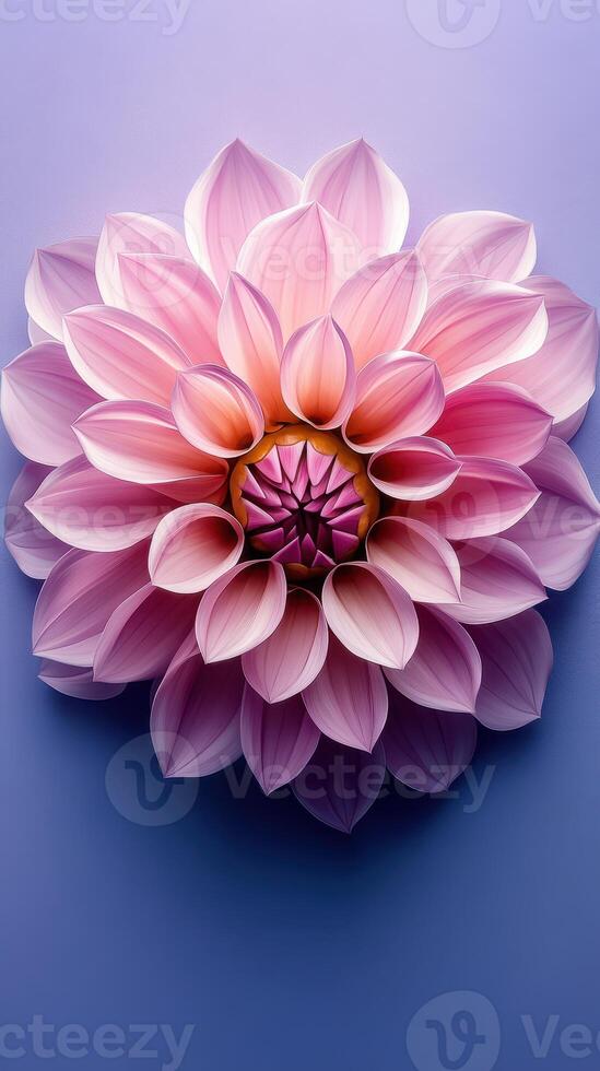 Stunning pink dahlia blooms gracefully against a soft purple background during springtime celebrations photo