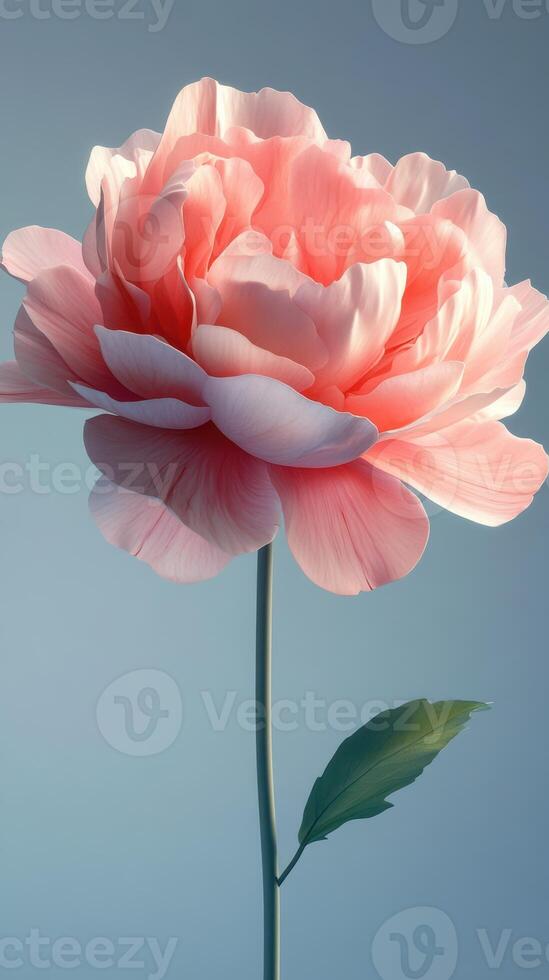 Beautiful pink peony flower with delicate petals stands against a blue background in a striking floral display photo