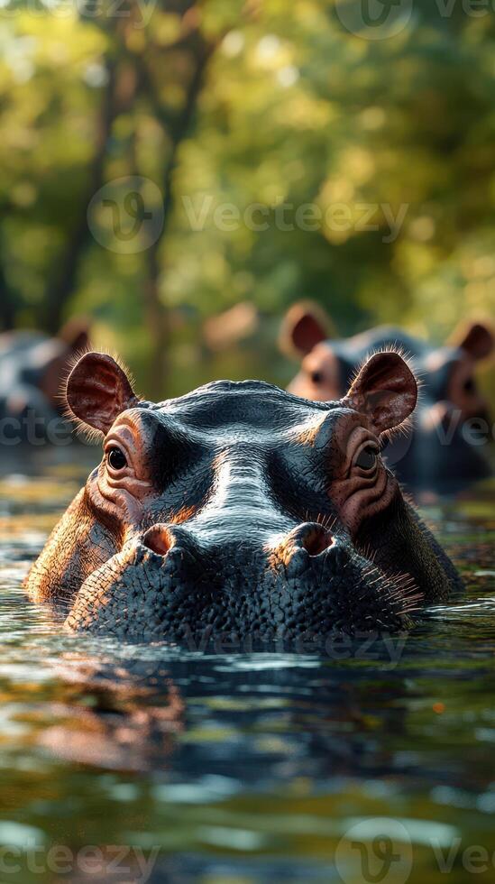 Hippos swimming in a tranquil river during a sunny afternoon in a lush environment photo