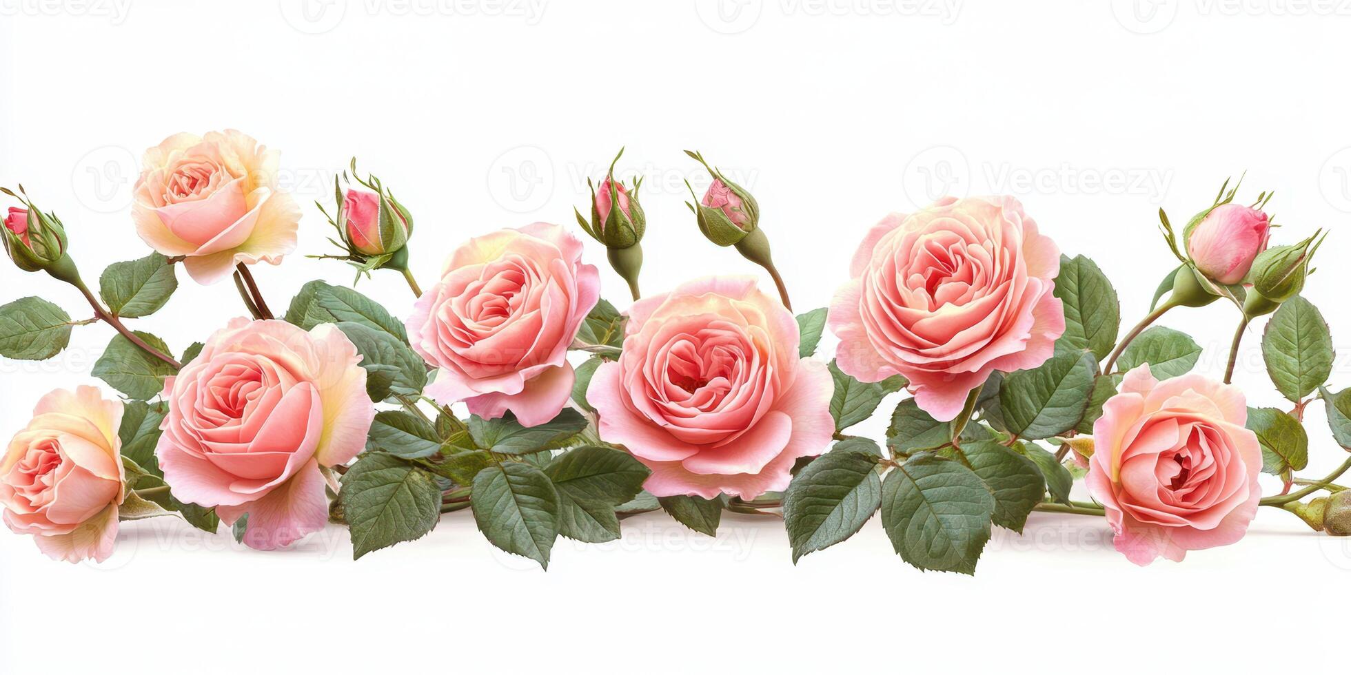 Elegant pink roses in full bloom against a white background showcasing their beauty and charm photo