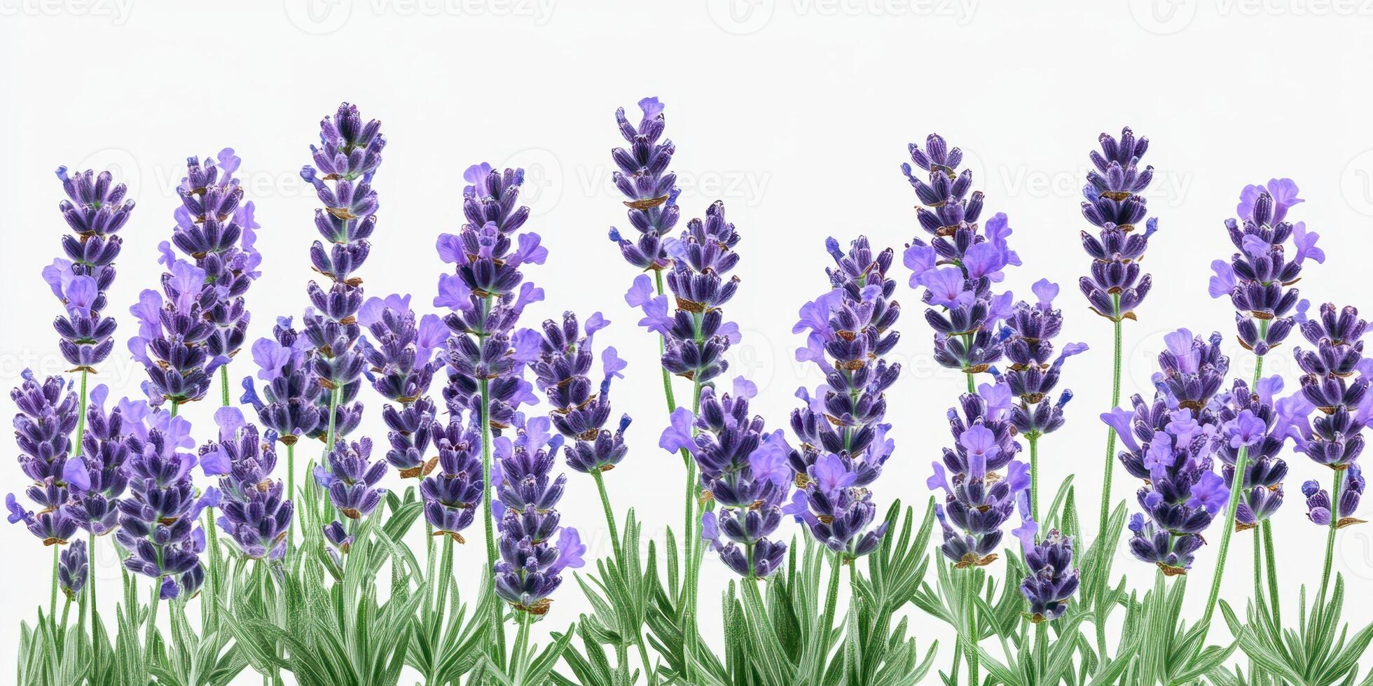 Beautiful lavender blooms arranged in a vibrant display in a well-lit setting during spring photo