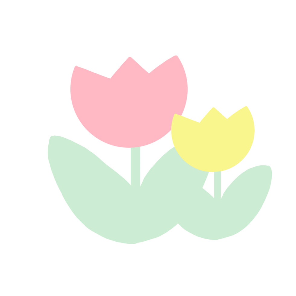 Two pink and yellow tulips png