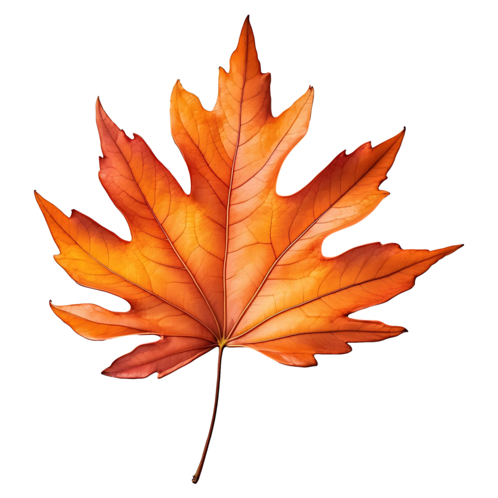 Transparent Maple Leaf Ideal for Autumn Themes png