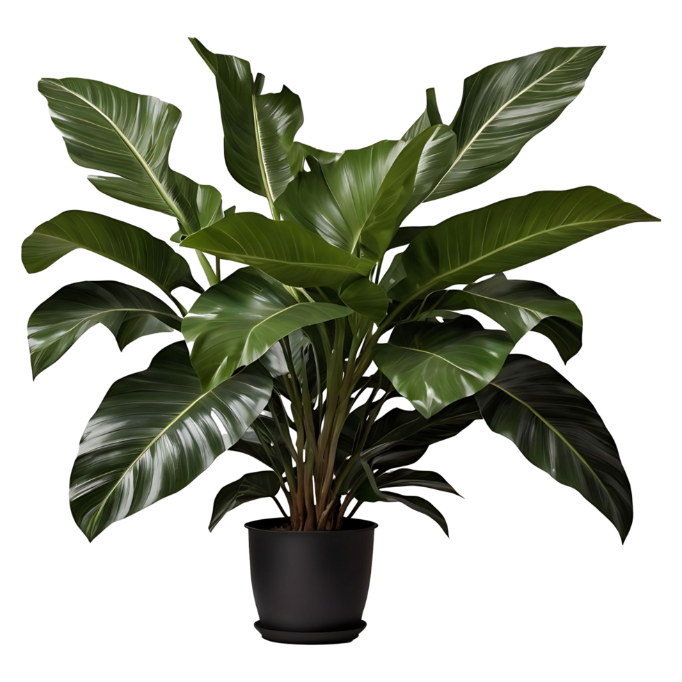 Tropical Banana Leaf Tree Illustration Perfect for Nature Jungle Themes png
