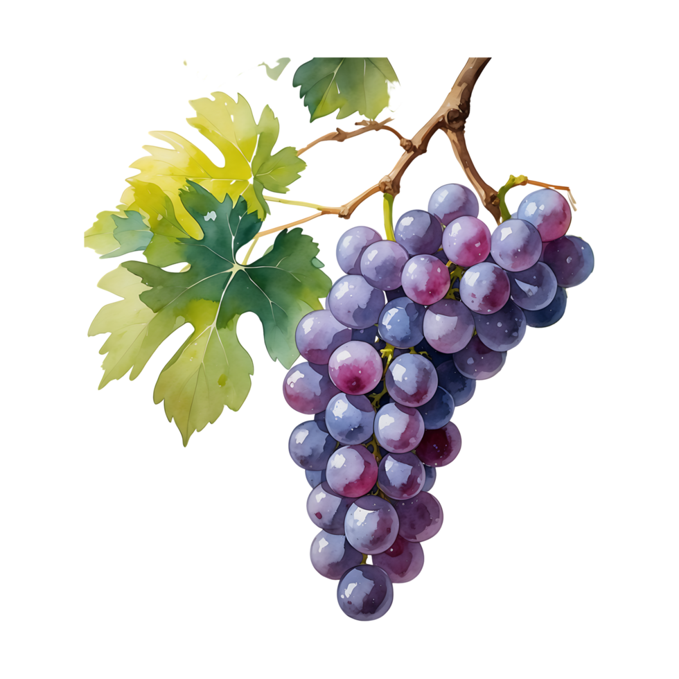Realistic Watercolor Grape Art Digital Download for Creative Projects png