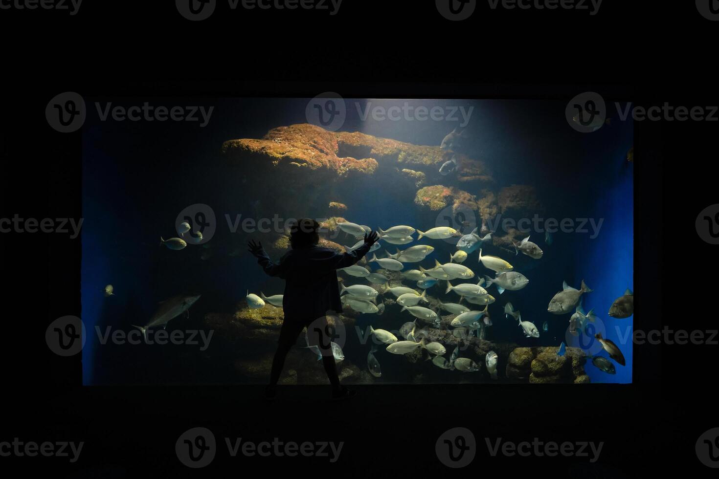 Kid exploring fish in aquarium photo
