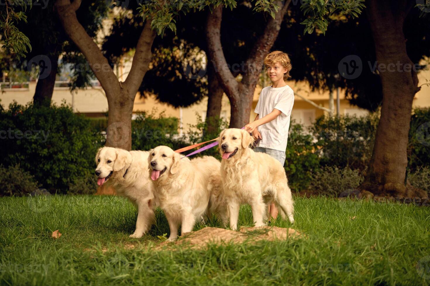 Boy walking with pack of dogs in park photo