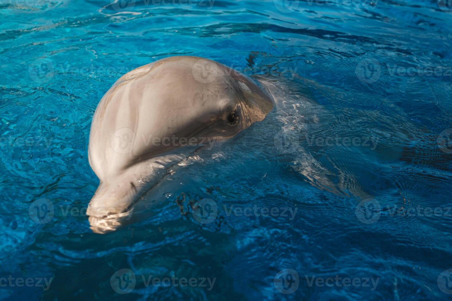Head of dolphin in swimming pool photo