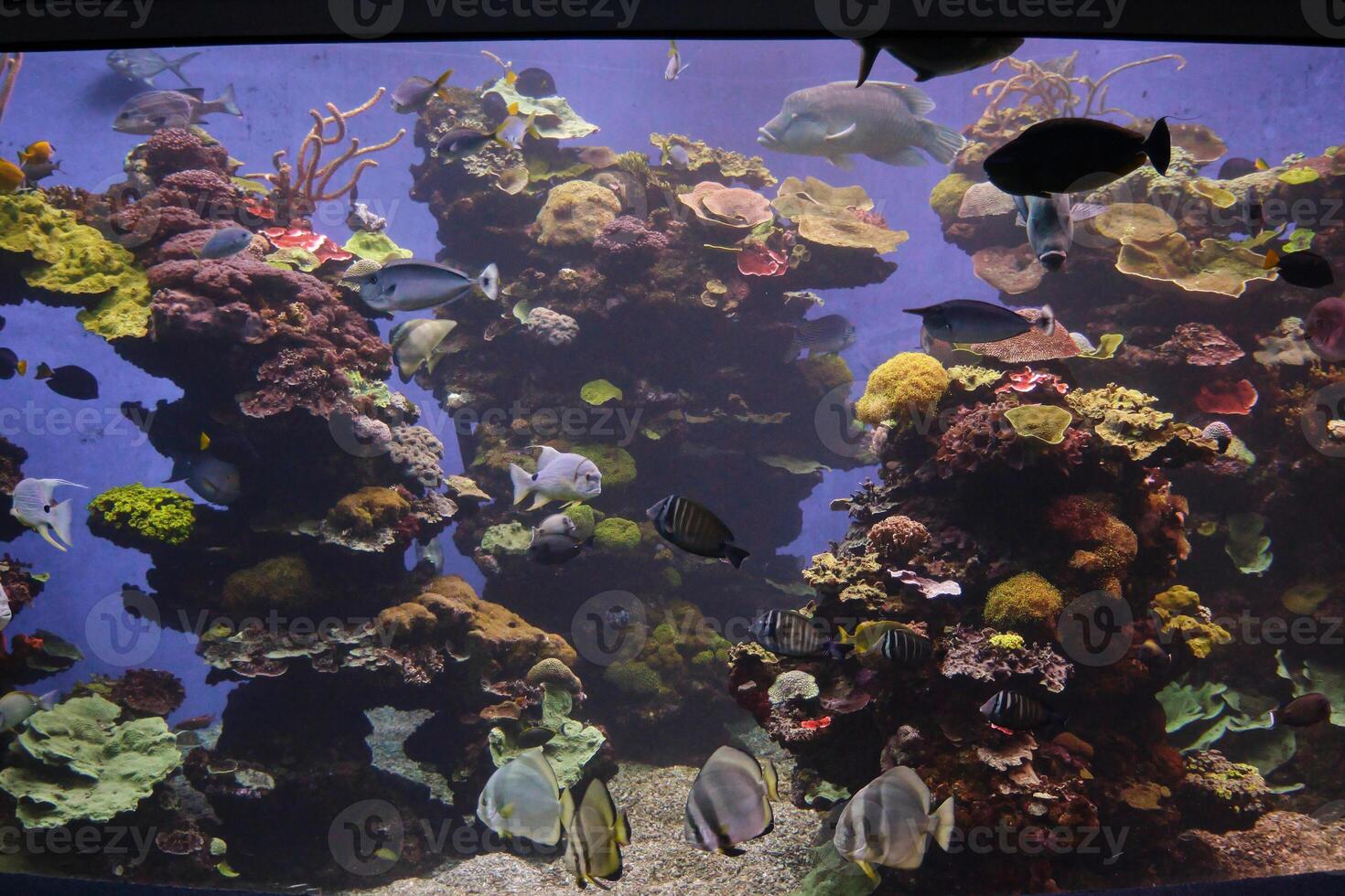 Colorful coral reefs in aquarium with swimming fish photo