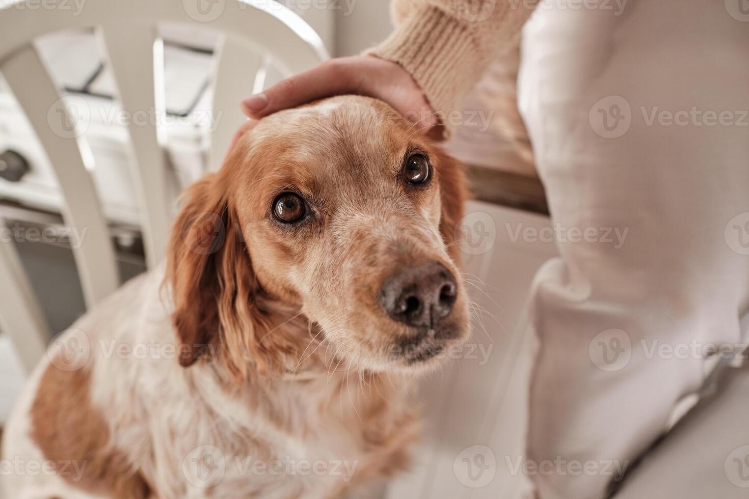 Faceless person stroking dog on chair photo
