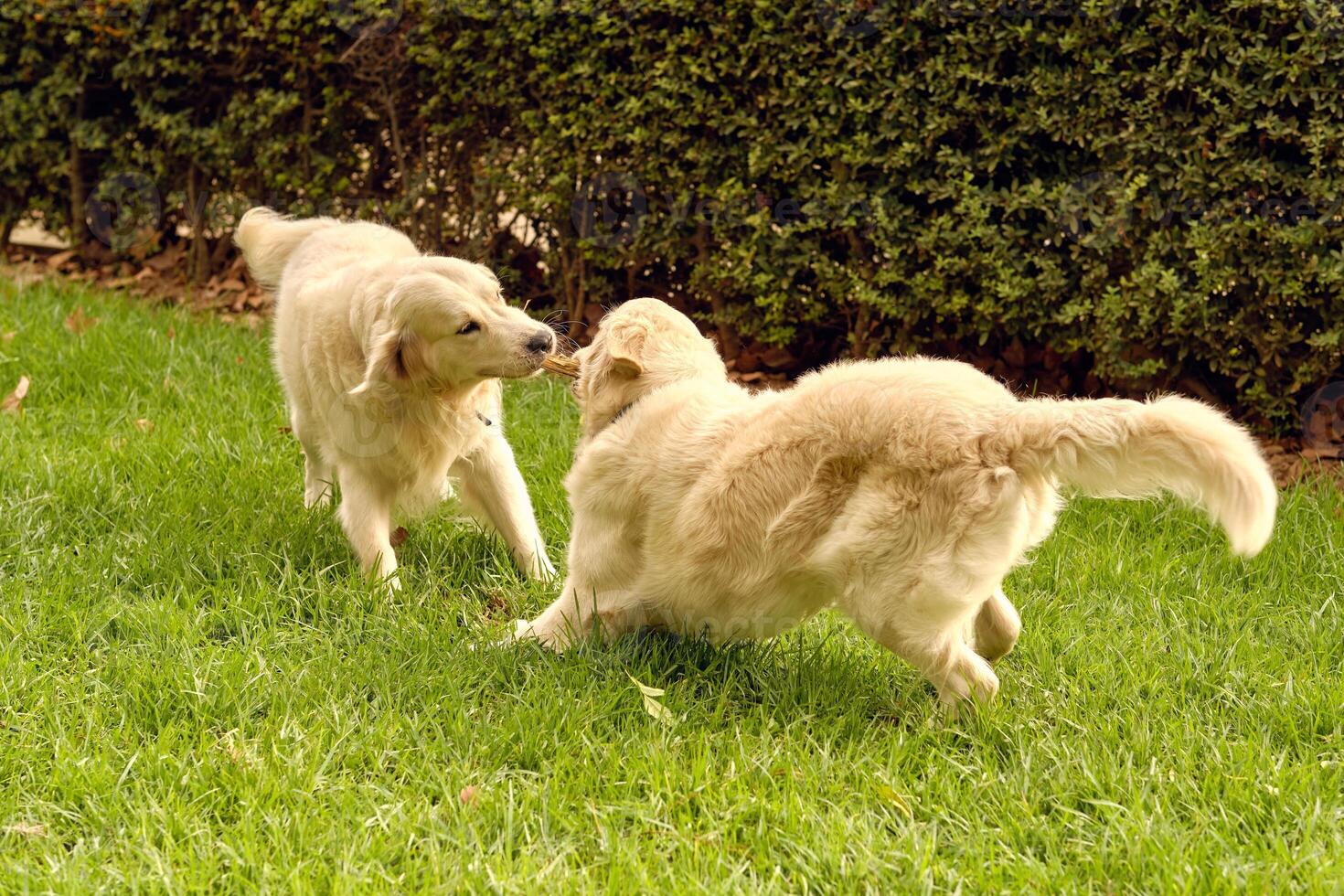 Golden Retriever dogs playing together in park photo