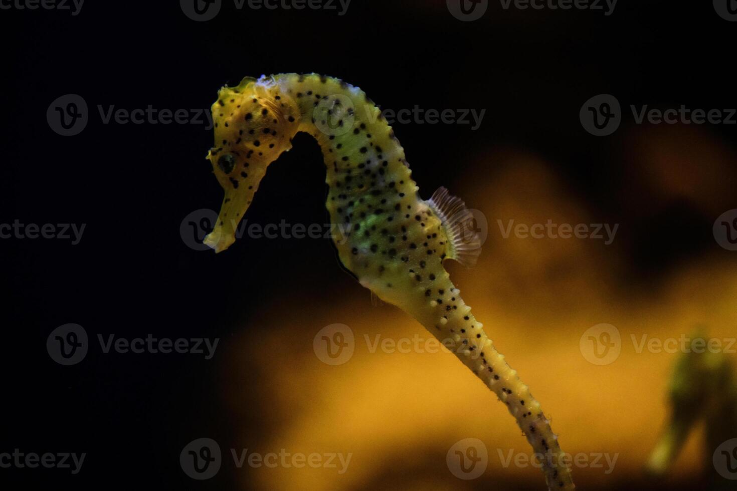 Yellow seahorse floating underwater in aquarium photo