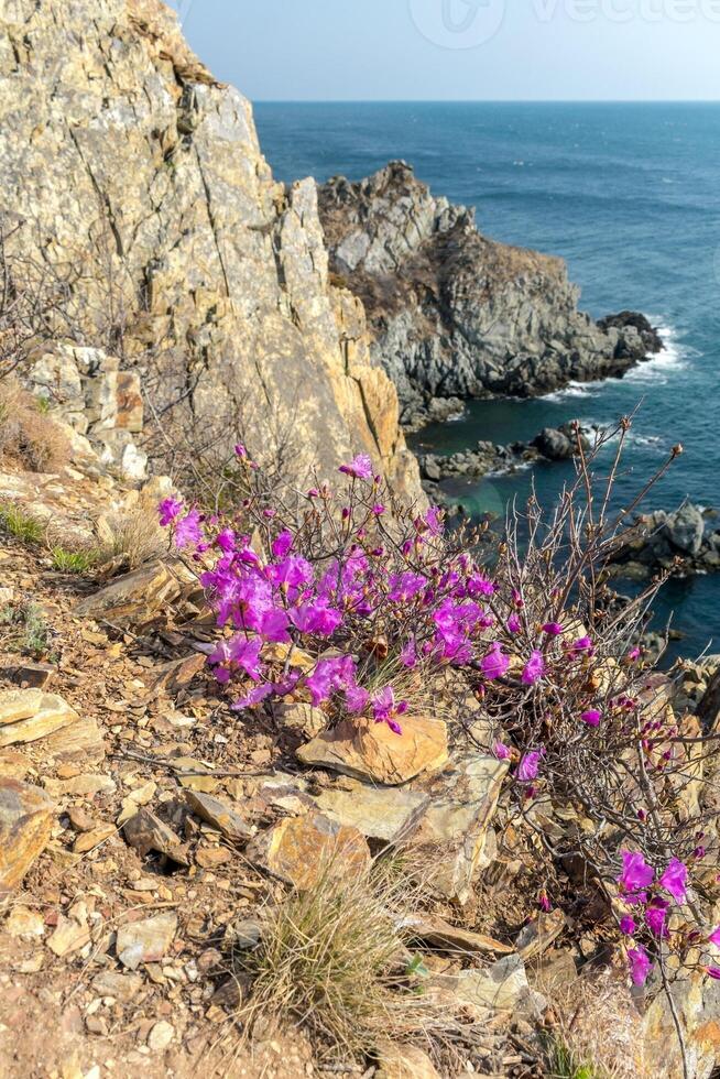 Bright pink rhododendron on top of a cliff above the sea. Asian rhododendron. Rhododendron photo