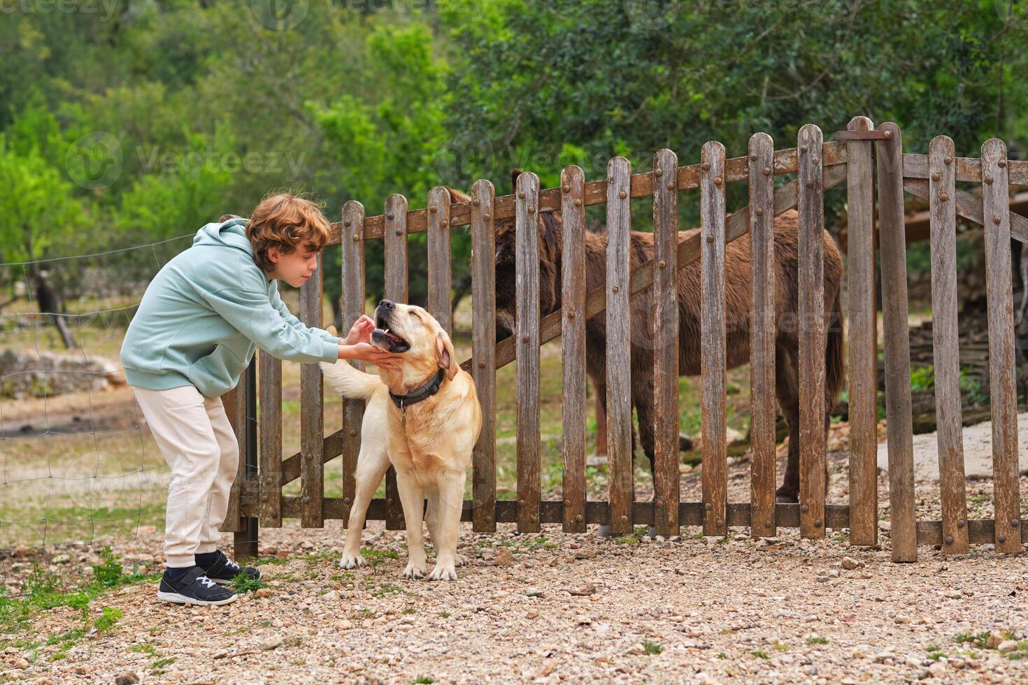 Boy caressing Labrador Retriever against donkey in countryside photo