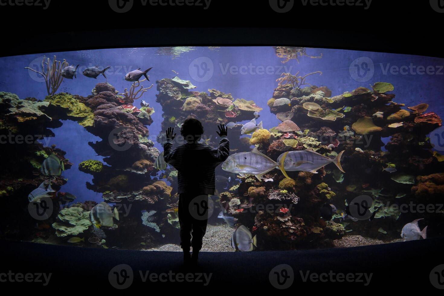 Unrecognizable boy admiring exotic fish in water tank photo