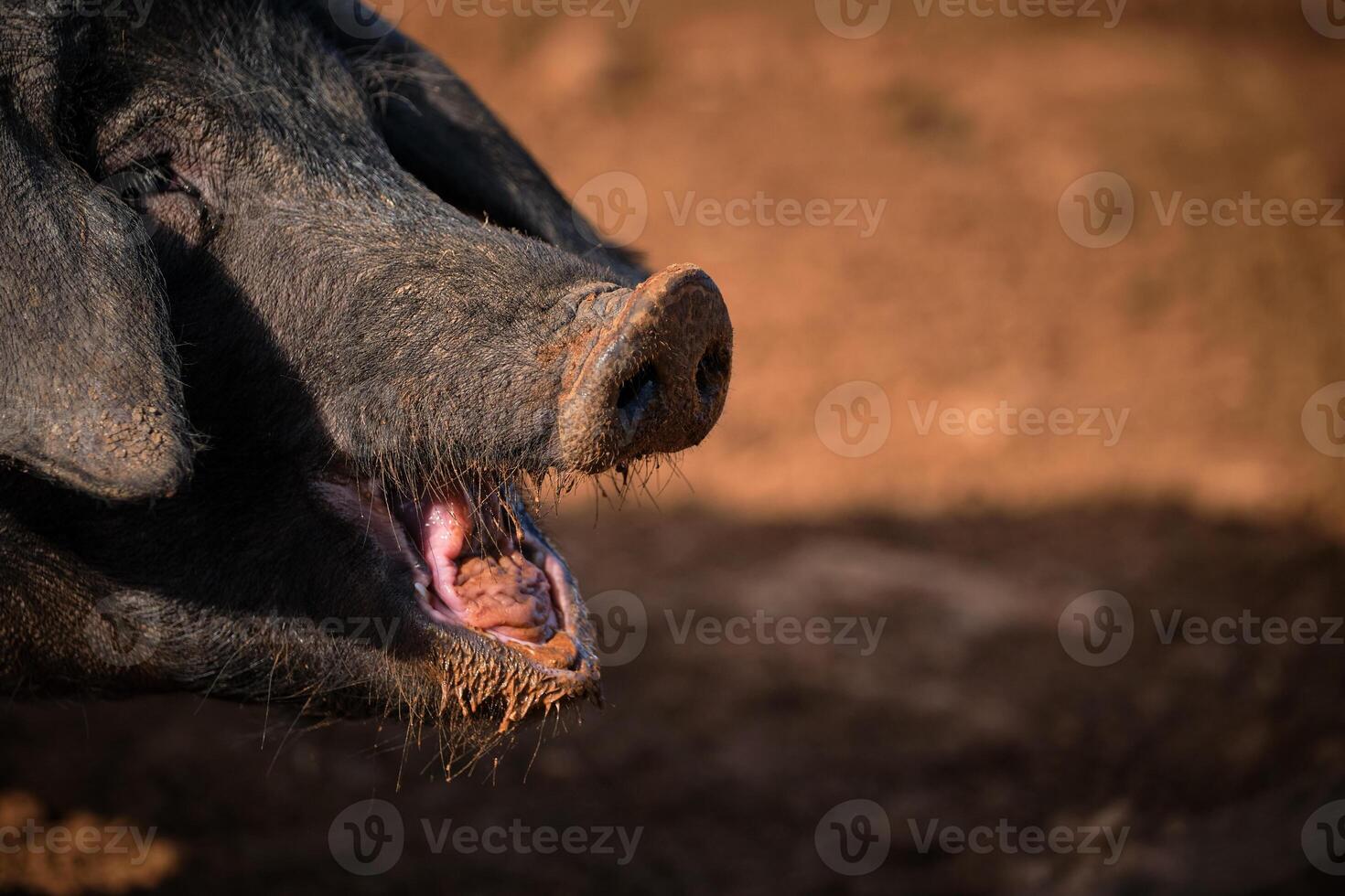 Black pig with dirty face on ground photo