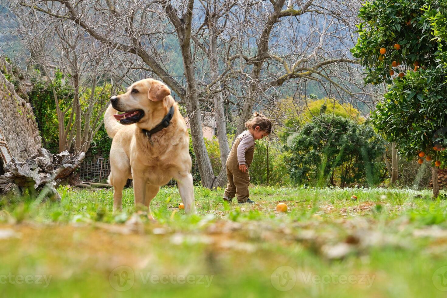 Labrador Retriever on lawn against little girl photo