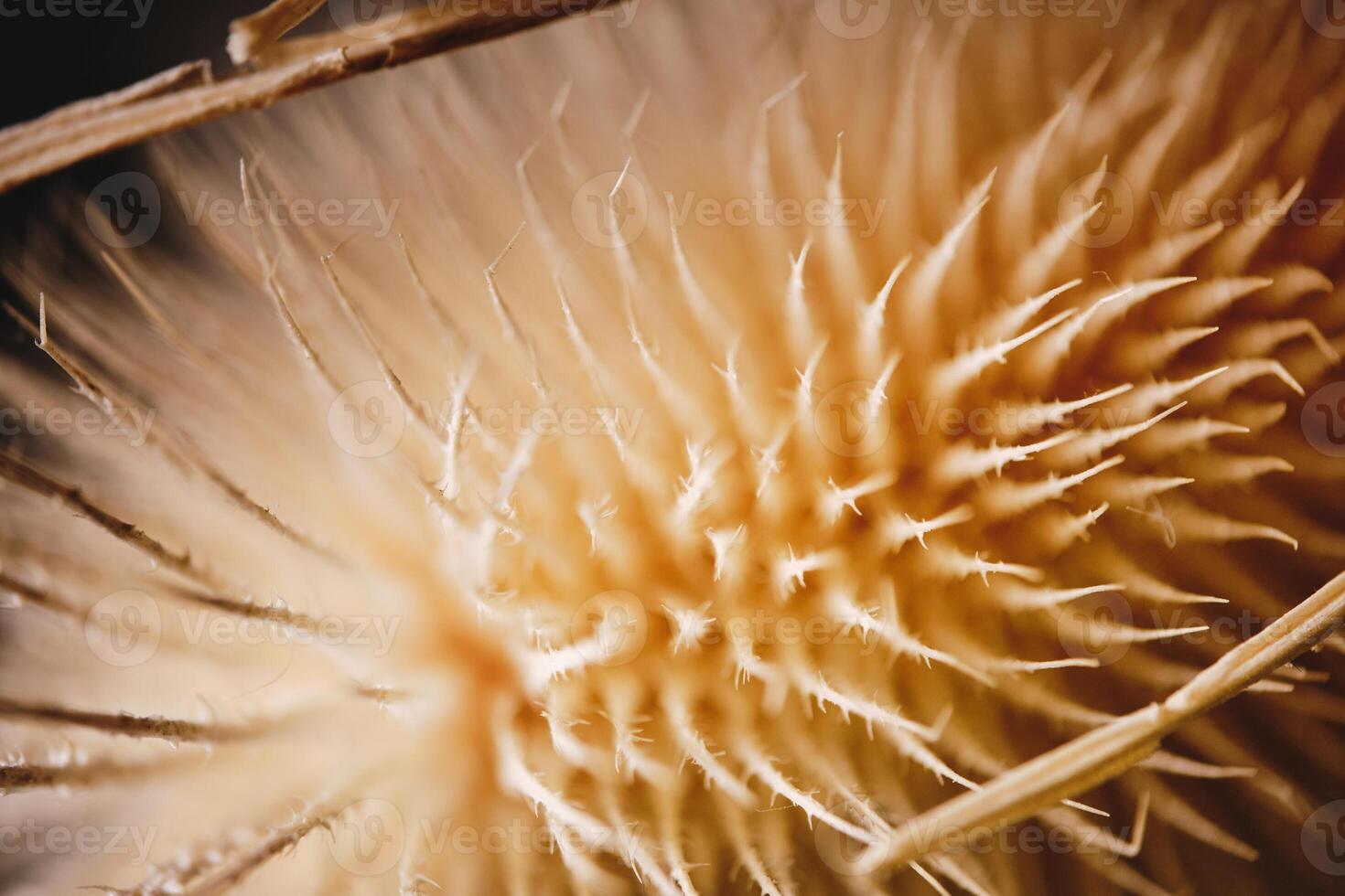 Closeup of dried teasel plant photo
