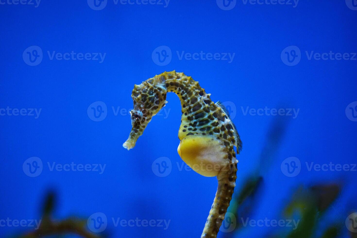 Seahorse with spots swimming in transparent aqua in oceanarium photo