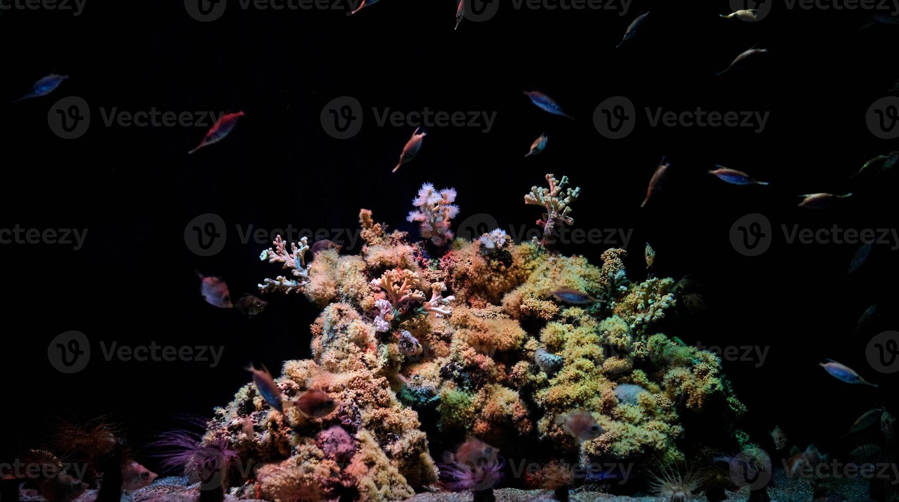 Colorful undersea fish and coral reef photo