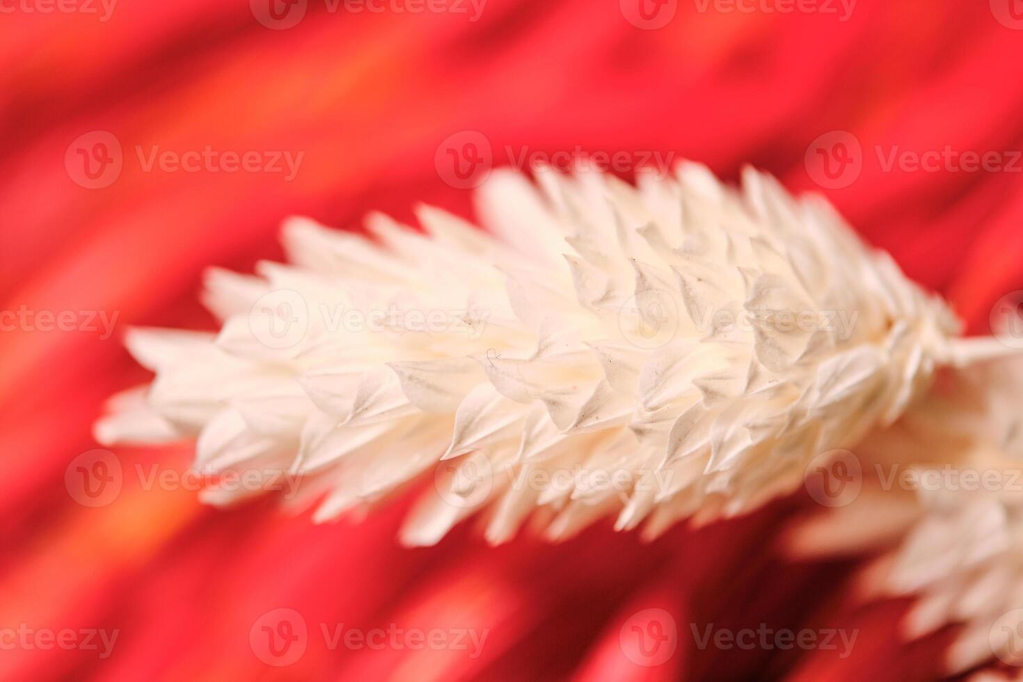 Closeup white flower in red background photo