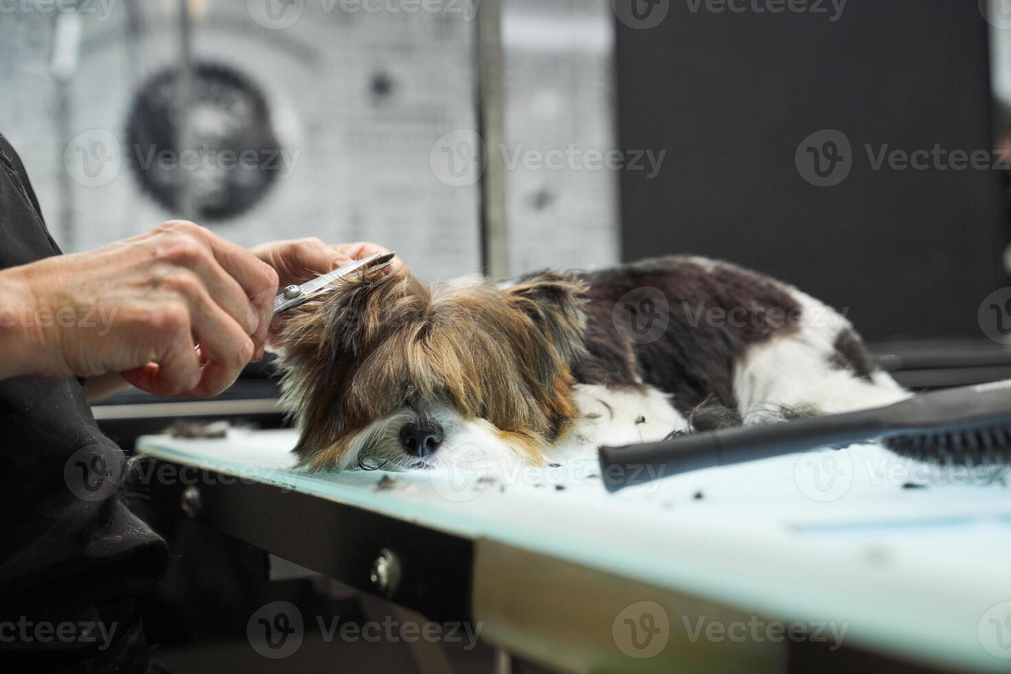 Crop groomer cutting fur of adorable dog photo