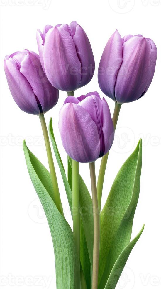 Purple tulips arranged elegantly against a clean white background showcasing their vibrant color and delicate petals photo