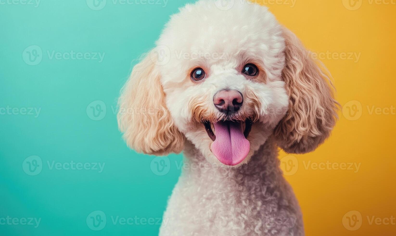 A white poodle with pink tongue is smiling photo