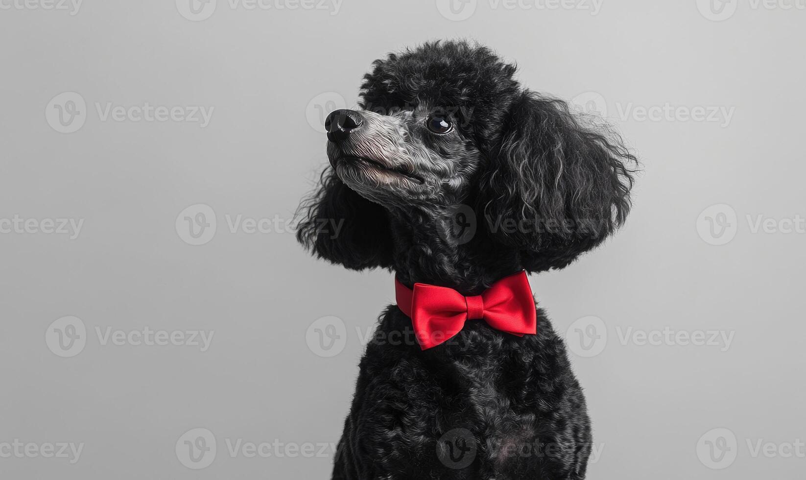 A black poodle wearing a red bow tie, gray wall background photo