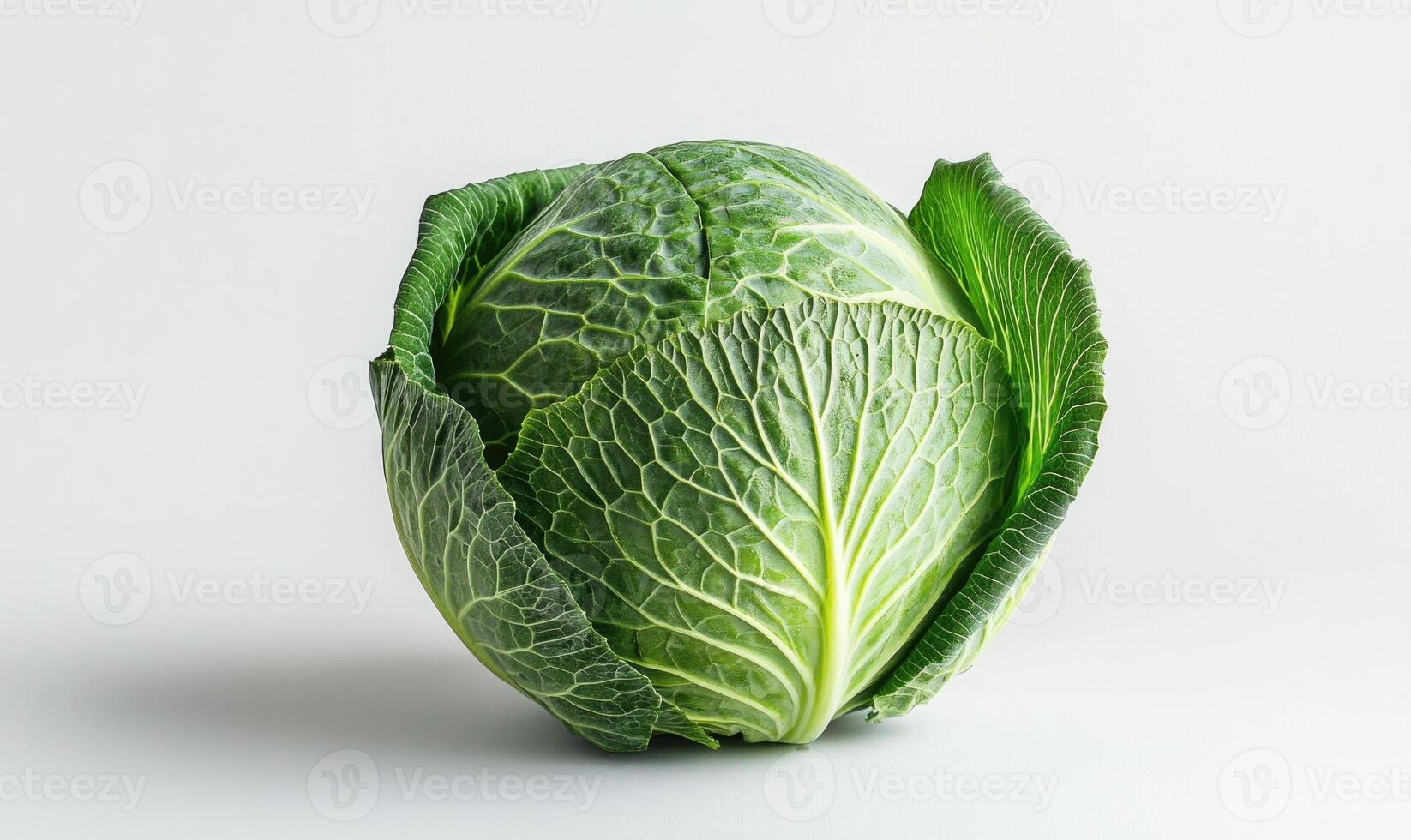A green cabbage with a white stem on white background photo