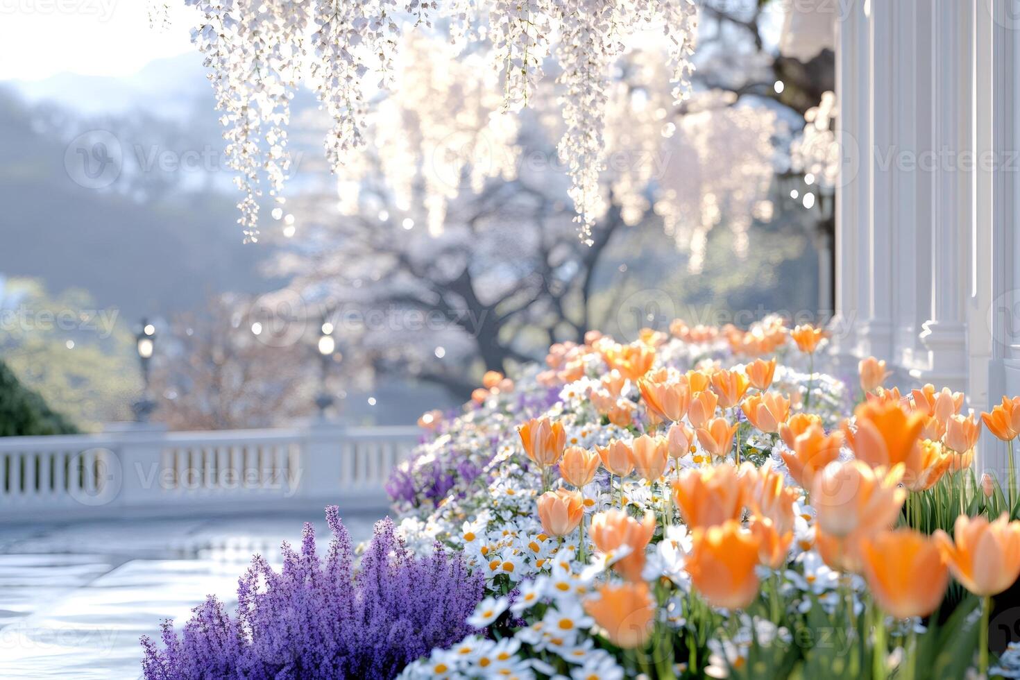 Wisteria flowers falling on blooming orange tulips and white daisies in a garden photo